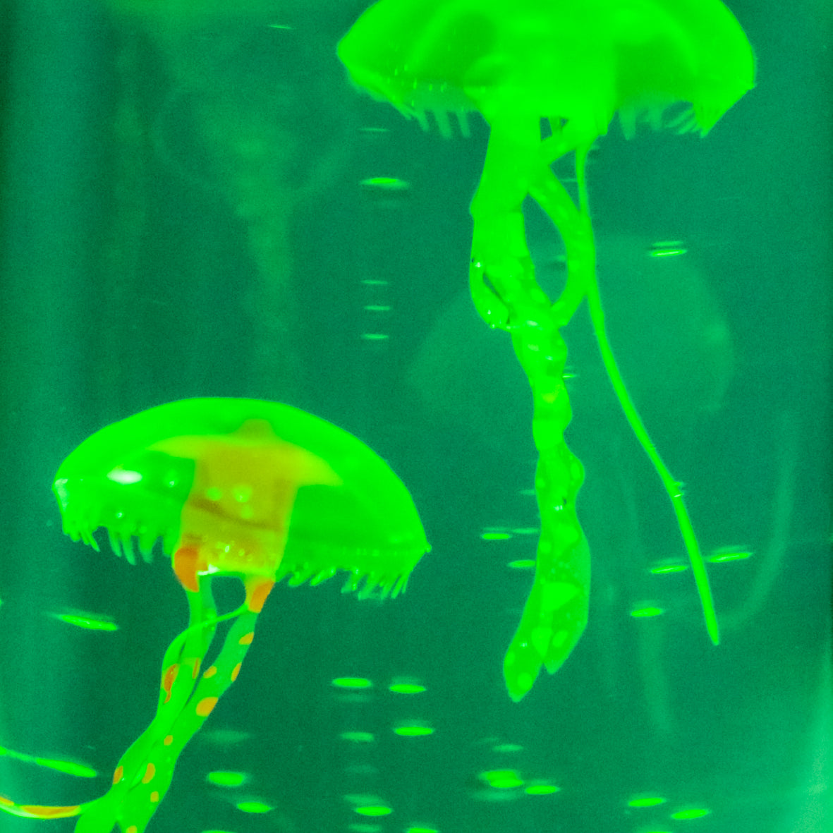 Jellyfish Aquarium Lamp - Multicoloured